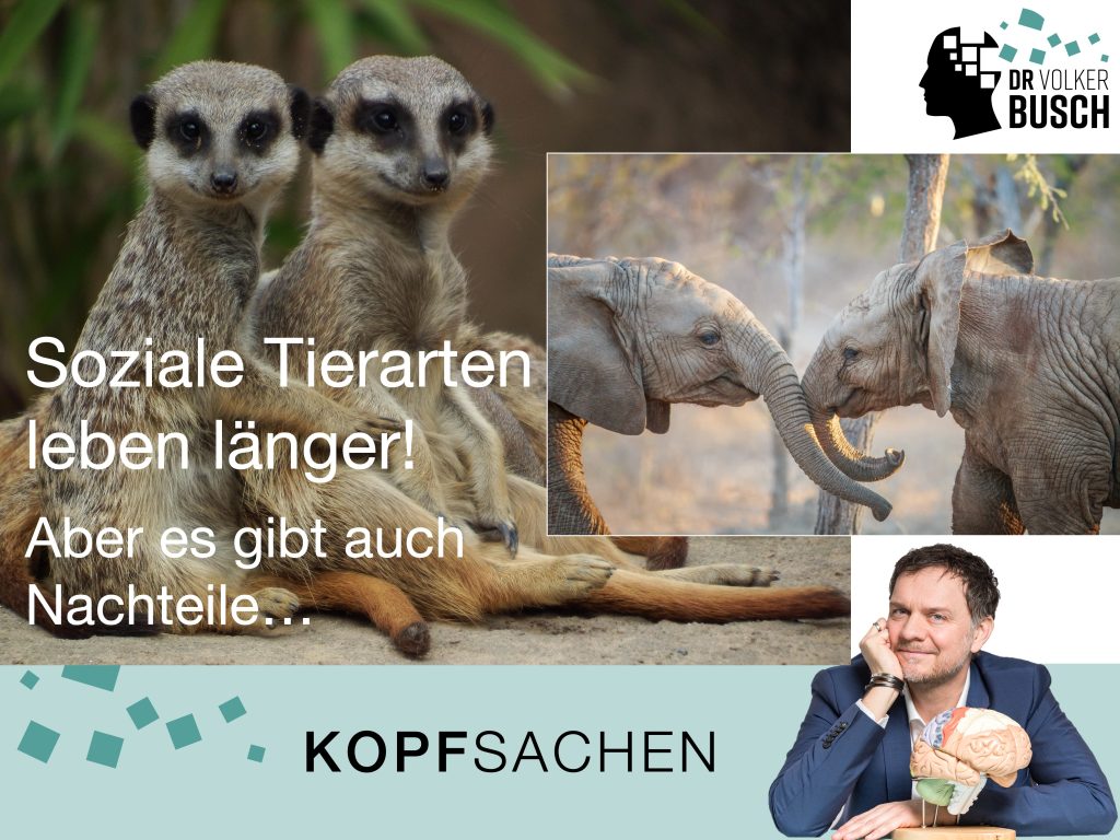 Beitragsbild Kopfsachen: Leben soziale Tiere länger?